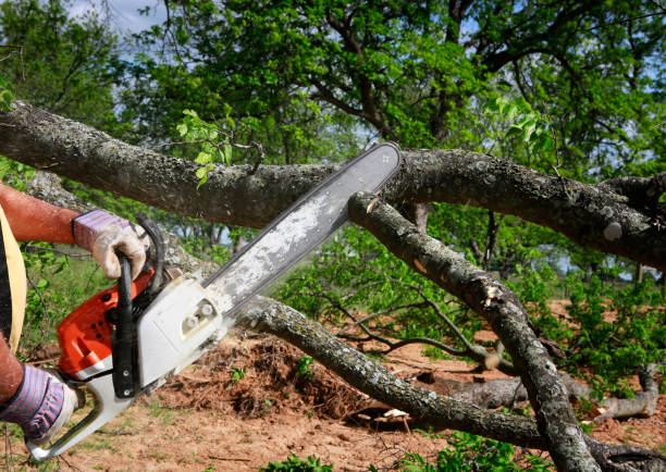 Best Tree Trimming and Pruning  in Dunbar, WV